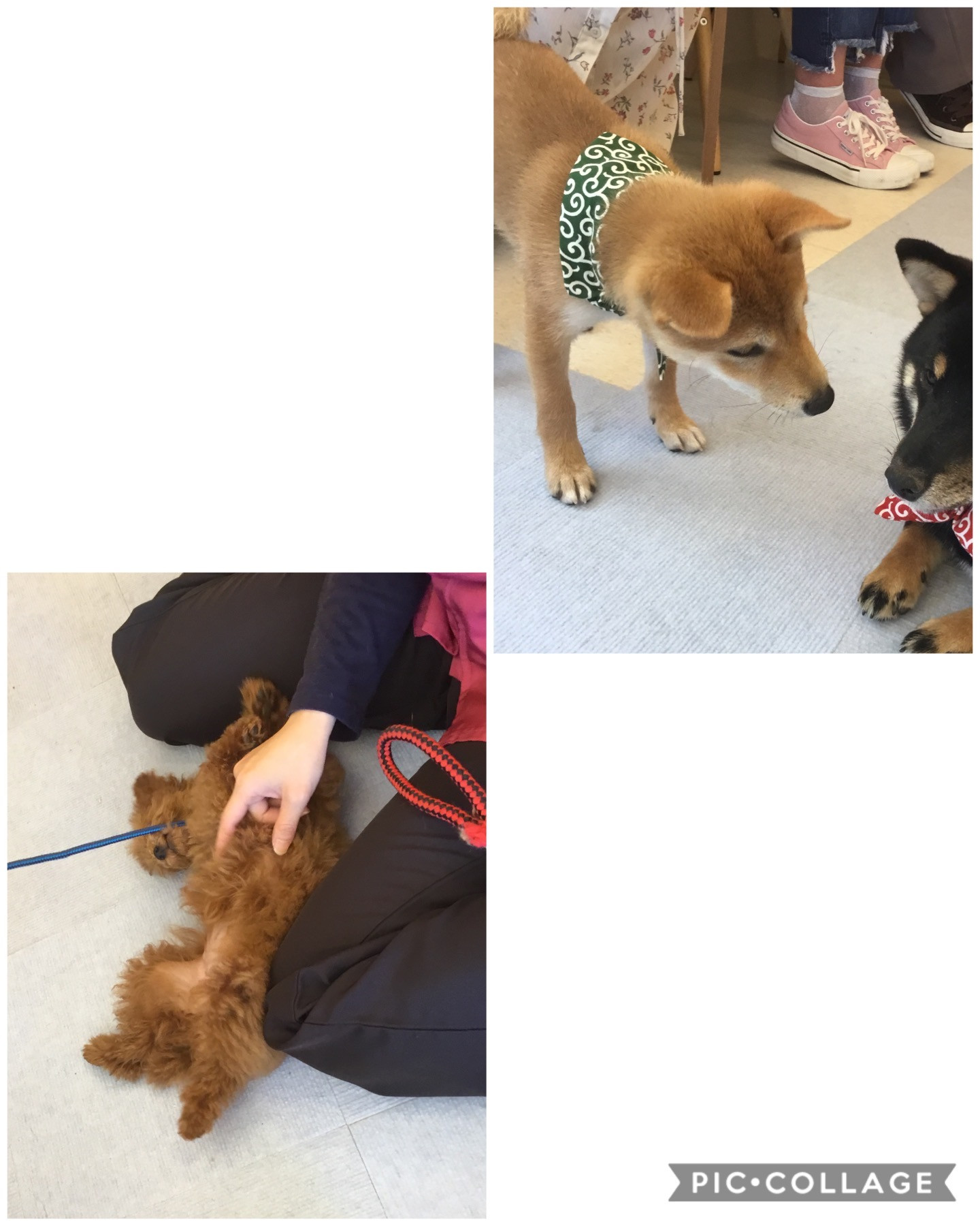 【子犬】先日、エース動物病院ではパピーパーティを開催いたしました