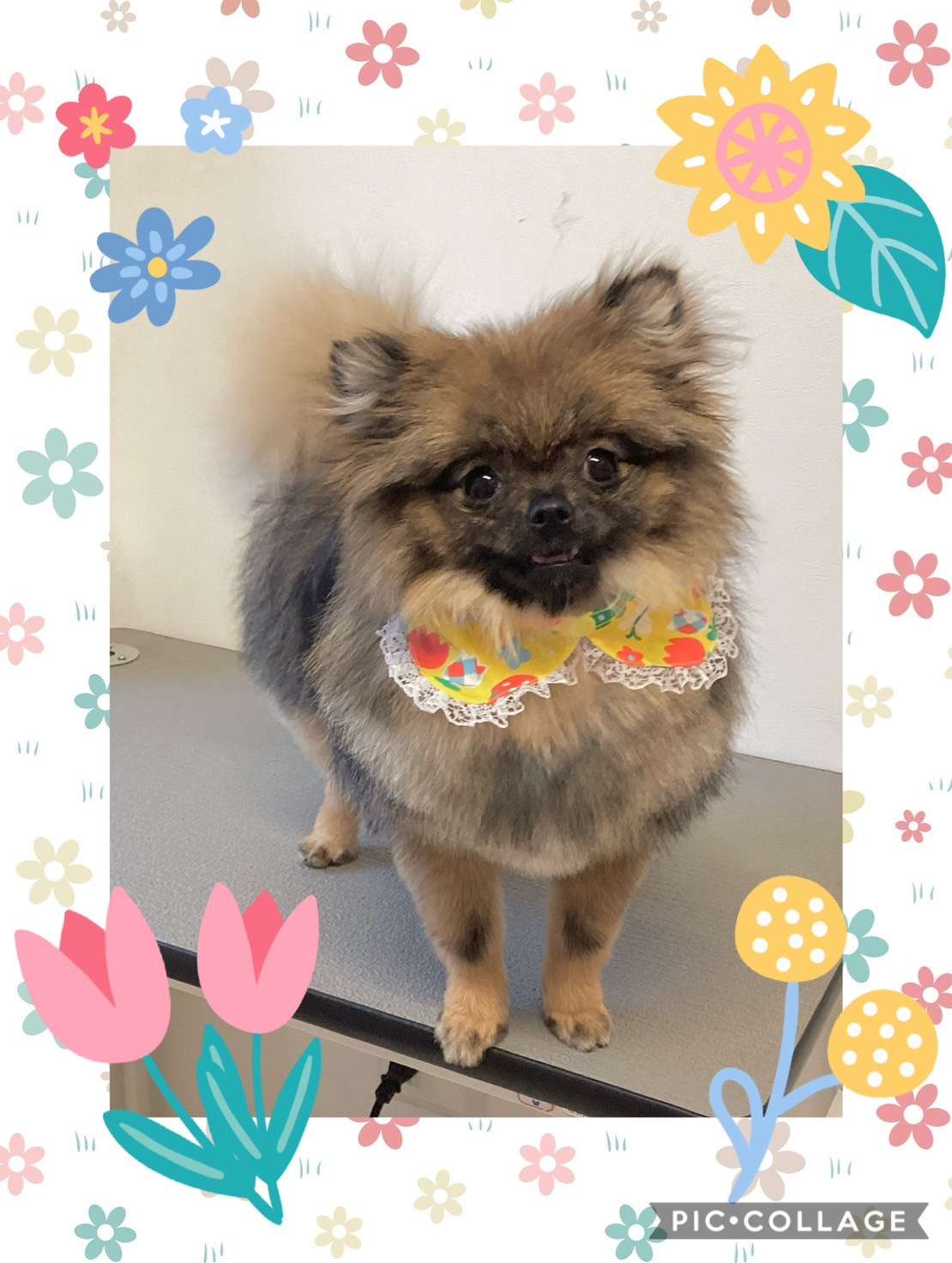 今日はハチちゃん、きなこちゃん、みかんちゃん、ミントちゃん、くるみちゃんのトリミングの紹介です【奈良のエース動物病院】