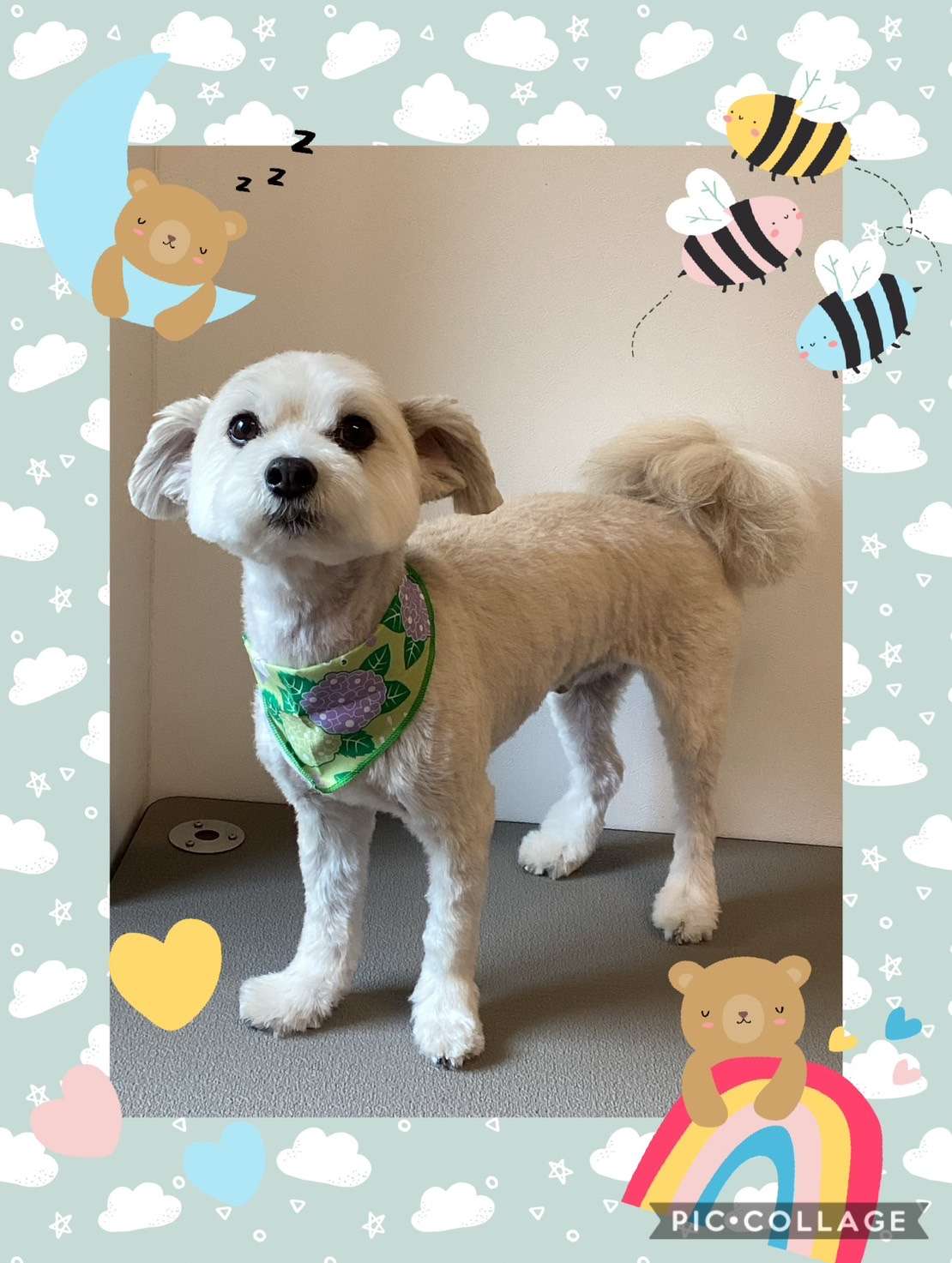 今日はノブちゃん、めるちゃん、まろんちゃん、くるみちゃん、蘭太ちゃん、龍心ちゃんのトリミングの紹介です【奈良のエース動物病院】