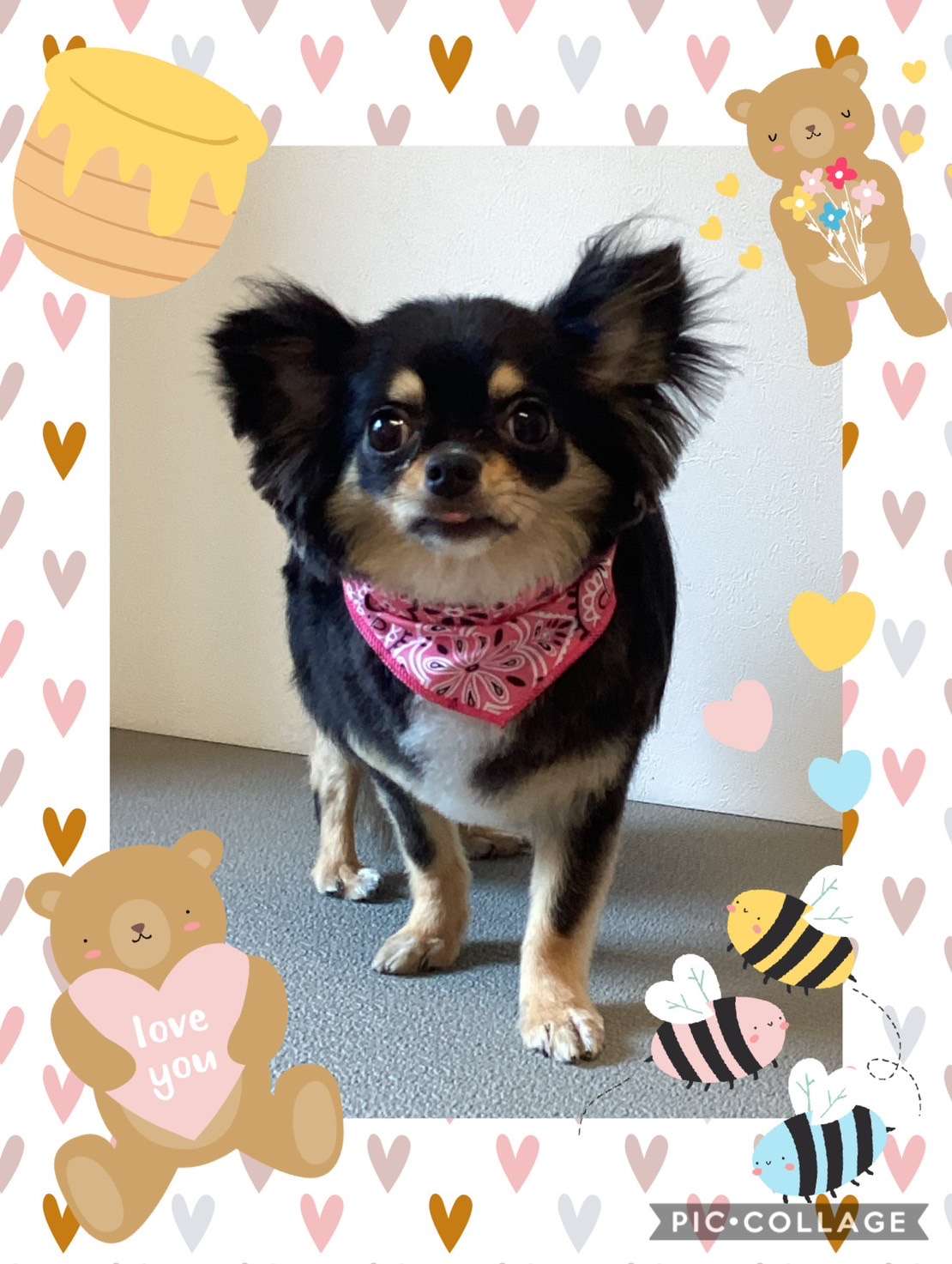 今日はチョコちゃん、ロビンちゃん、エースちゃんのトリミングの紹介です【奈良のエース動物病院】