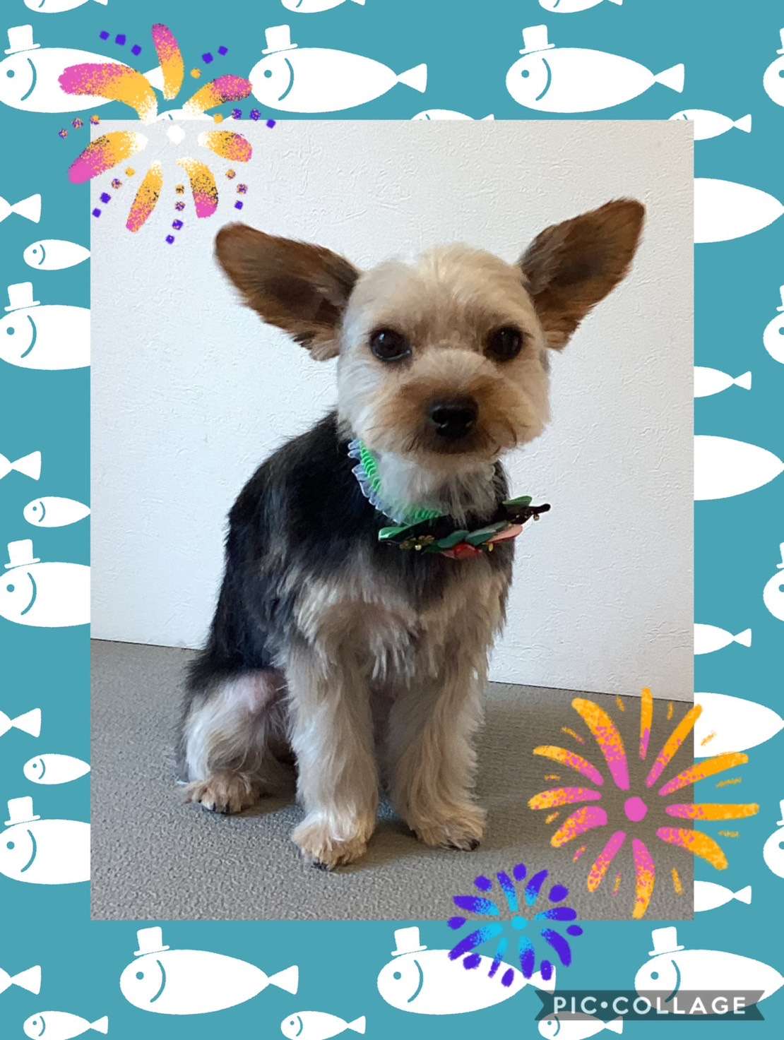 今日はショコラちゃん、くるみちゃん、キキちゃん、パティちゃん、コテツちゃんのトリミングの紹介です【奈良のエース動物病院】