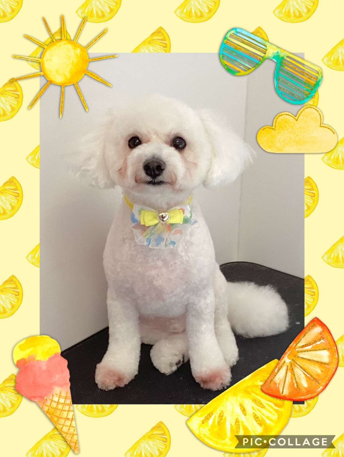 今日はマロンちゃん、もこちゃん、ベリーちゃん、メロンちゃん、コテツちゃん、ボビーちゃんのトリミングの紹介です【奈良のエース動物病院】