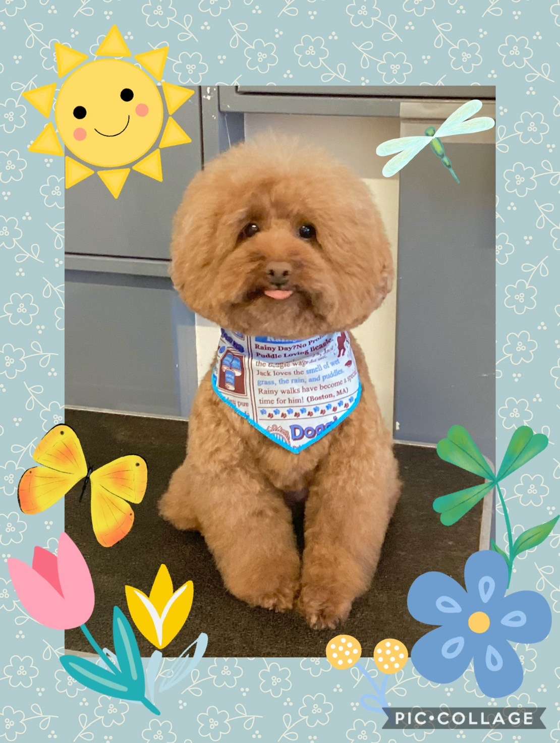 今日はレイちゃん、もずくちゃん、小夜ちゃん、ソフィーちゃん、ぷうたちゃんのトリミングの紹介です【奈良のエース動物病院】