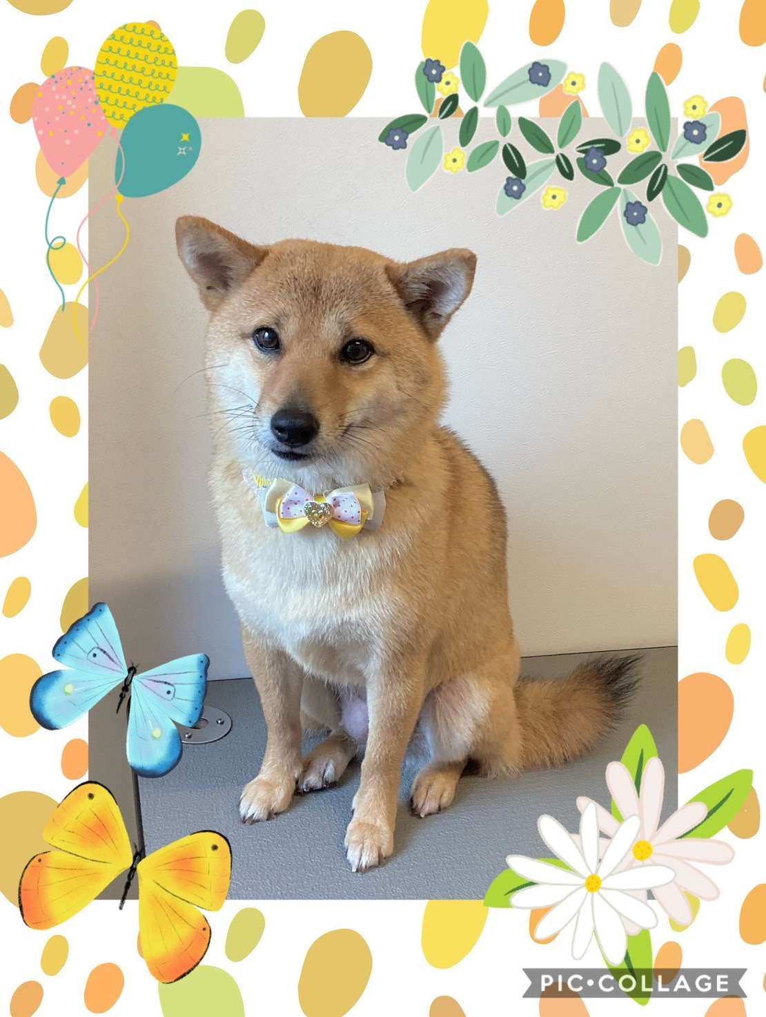 今日はゆずちゃん、ルピちゃん、レオナルドちゃん、マルコちゃんのトリミングの紹介です【奈良のエース動物病院】