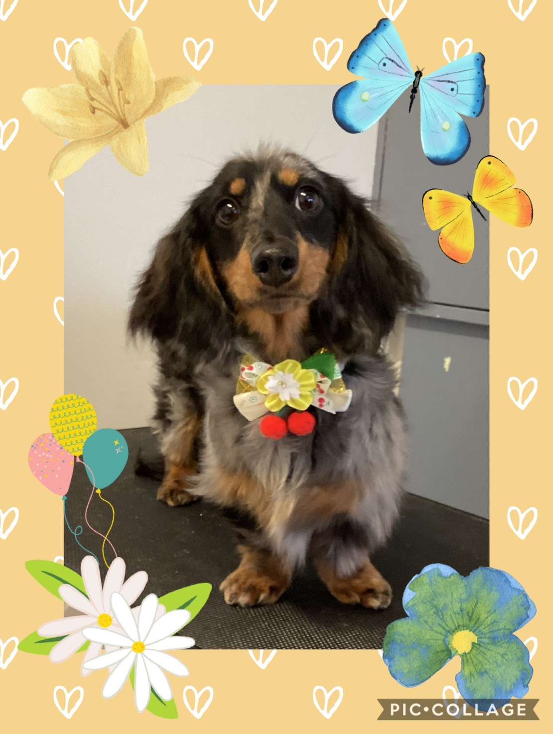 今日は陽翔ちゃん、もこちゃん、リオンちゃん、ベリーちゃん、メロンちゃん、モカちゃん、ブランちゃんのトリミングの紹介です【奈良のエース動物病院】