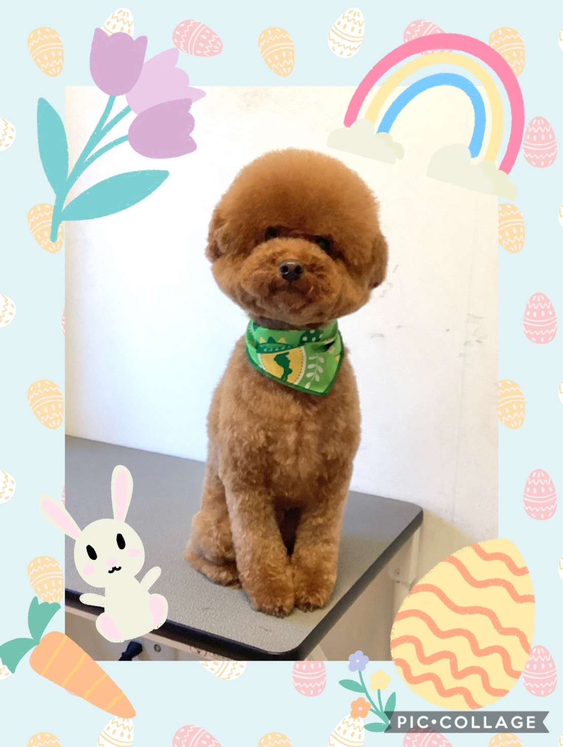 今日はななちゃん、めるちゃん、シュナちゃん、大吉ちゃんのトリミングの紹介です【奈良のエース動物病院】