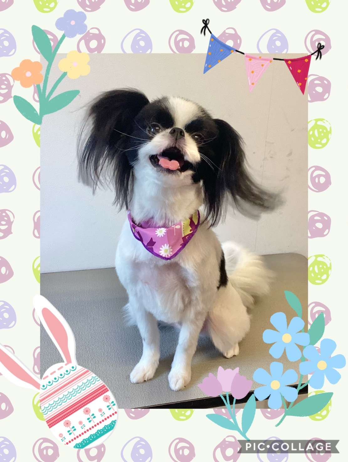 今日はパピコちゃん、空ちゃん、海ちゃんのトリミングの紹介です【奈良のエース動物病院】