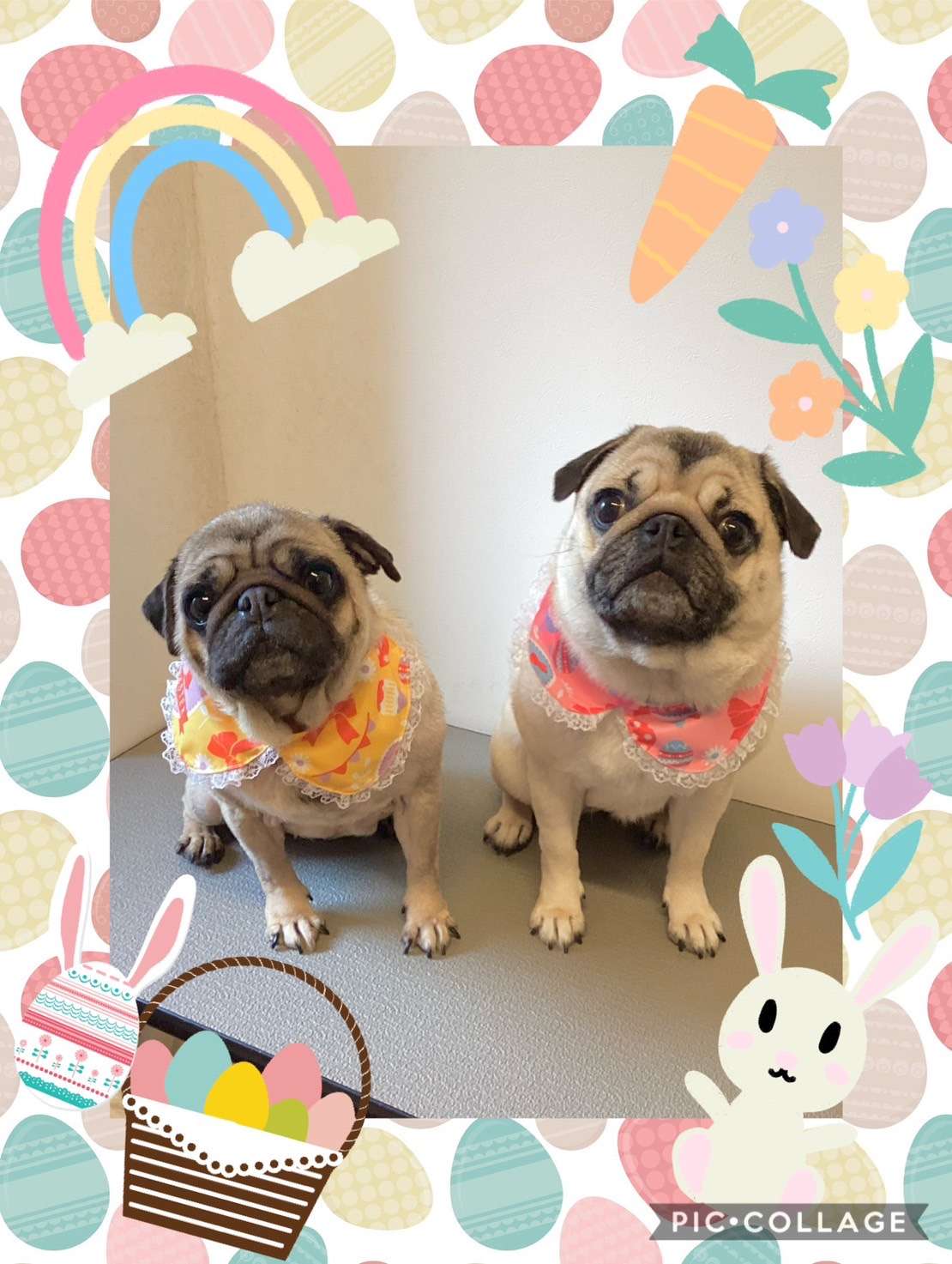 今日はきなこちゃん、みかんちゃん、チェロちゃん、こうたちゃん、ラムちゃんのトリミングの紹介です【奈良のエース動物病院】