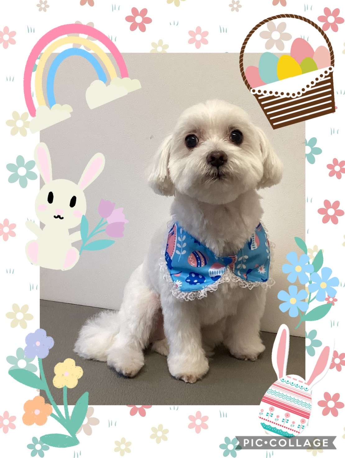 今日ははなまるちゃん、大福ちゃん、ぺろちゃん、Royちゃん、めるちゃんのトリミングの紹介です【奈良のエース動物病院】