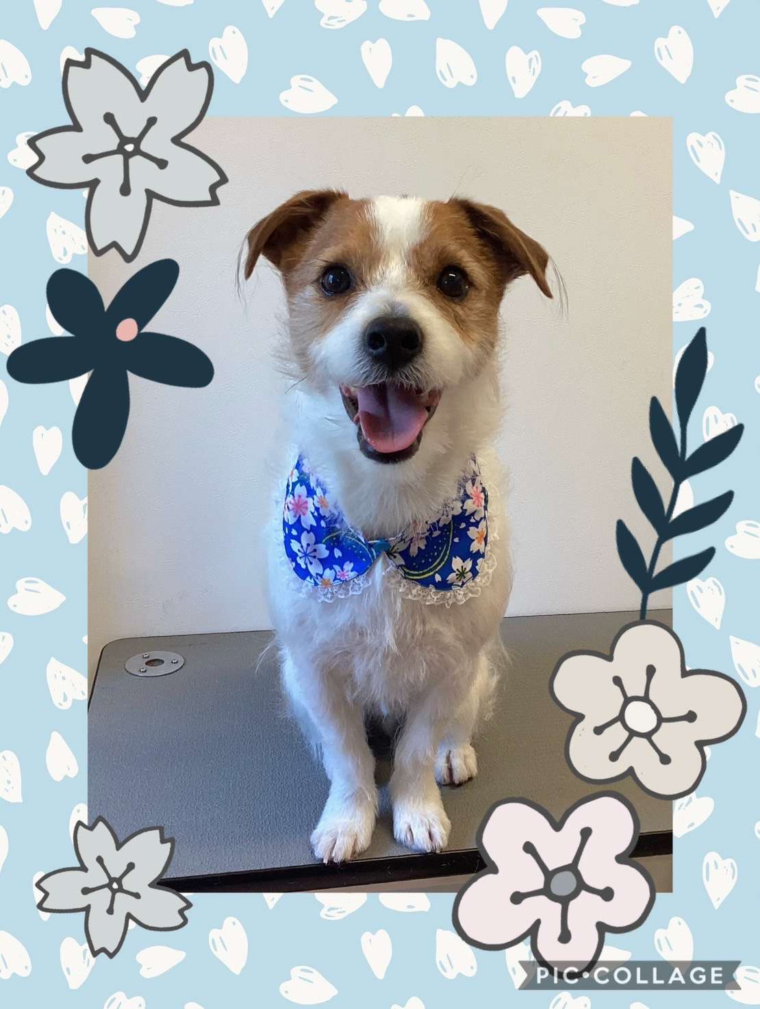 今日はむぎちゃん、ルフィちゃん、鈴ちゃん、すももちゃん、プリンちゃん、コテツちゃんのトリミングの紹介です【奈良のエース動物病院】